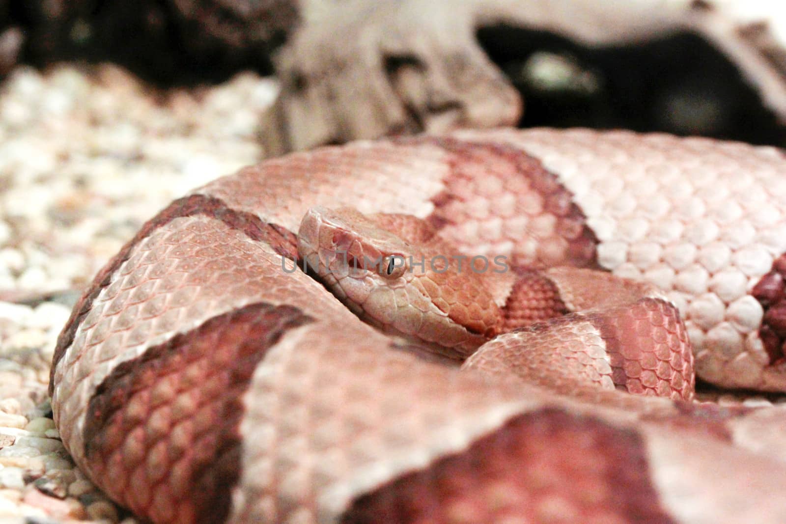 Copperhead in natural habitat with blurred background