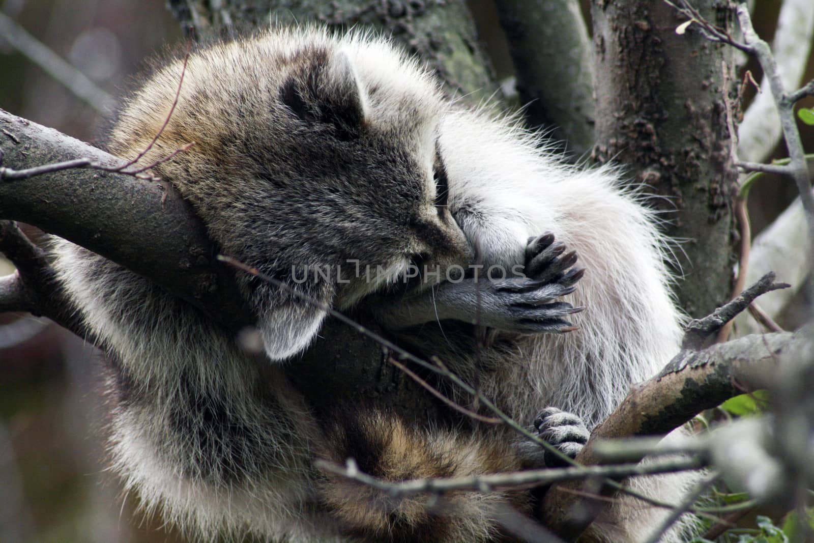 Closeup of raccoon sleeping in a tree