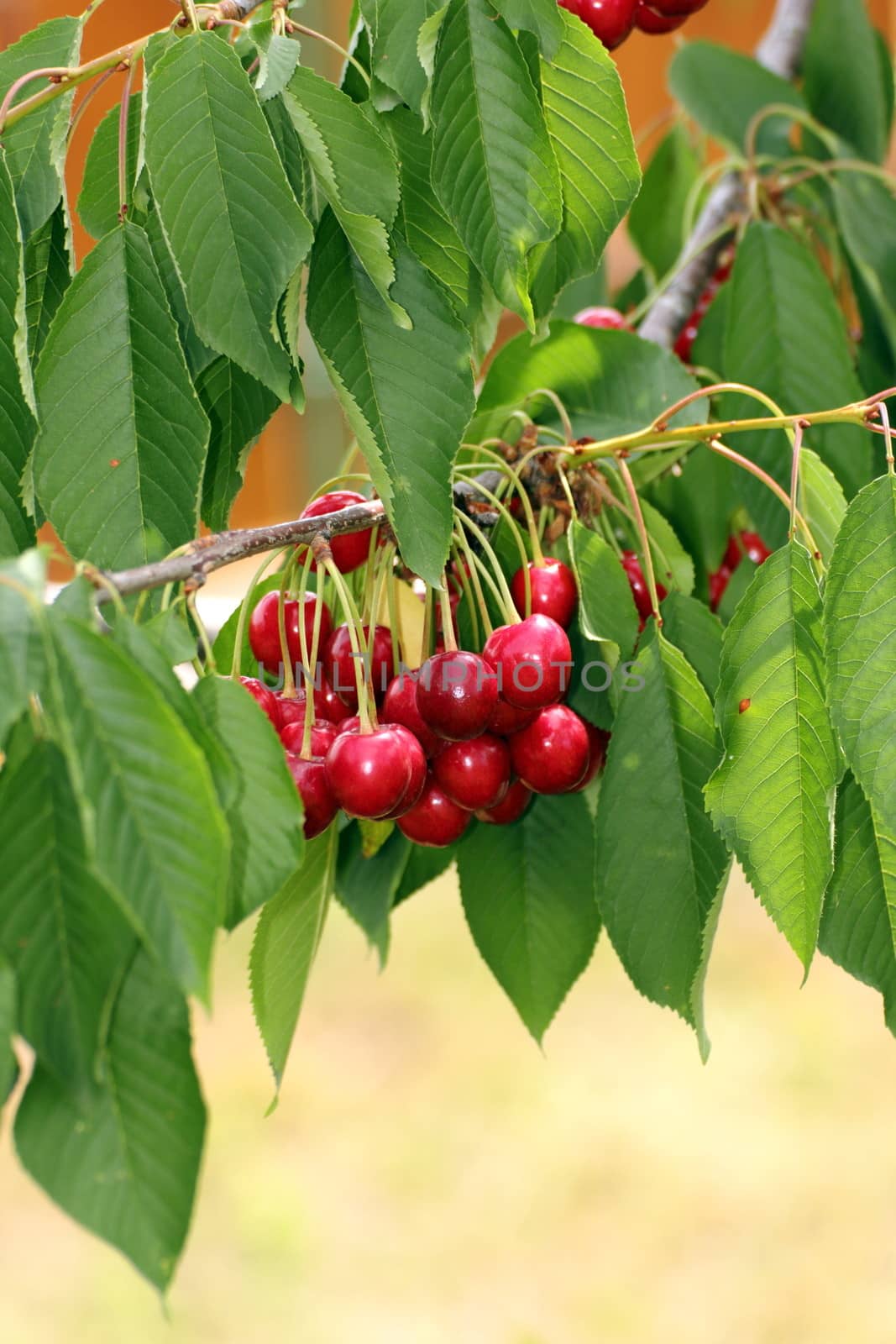 bunch of red cherry fruits up in the tree