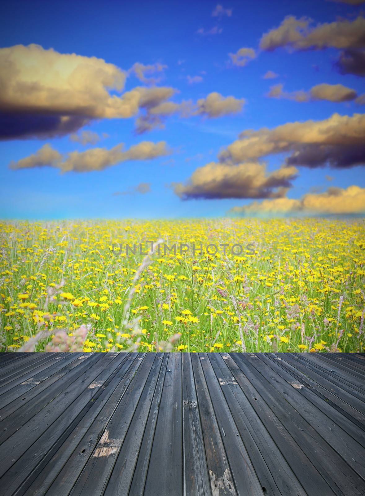 old wood floor and field with flowers by taviphoto