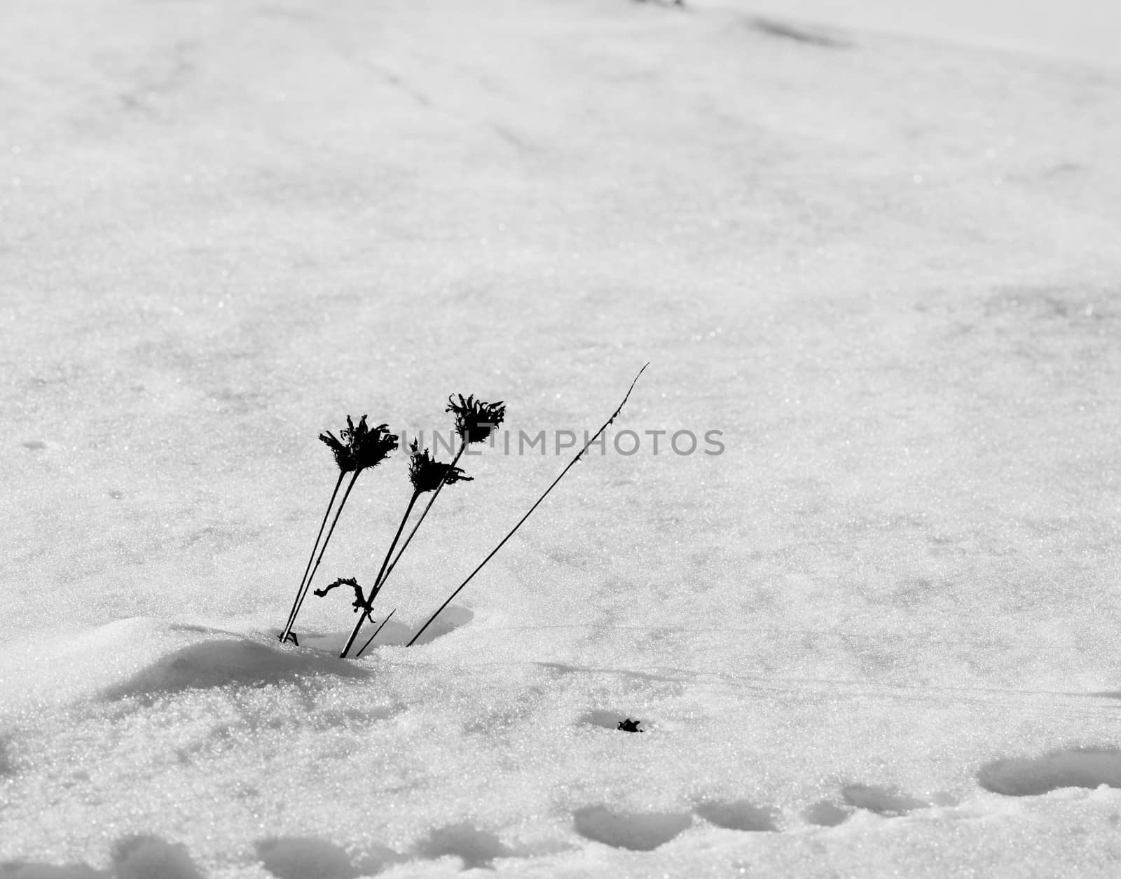 Dry flowers in the snow