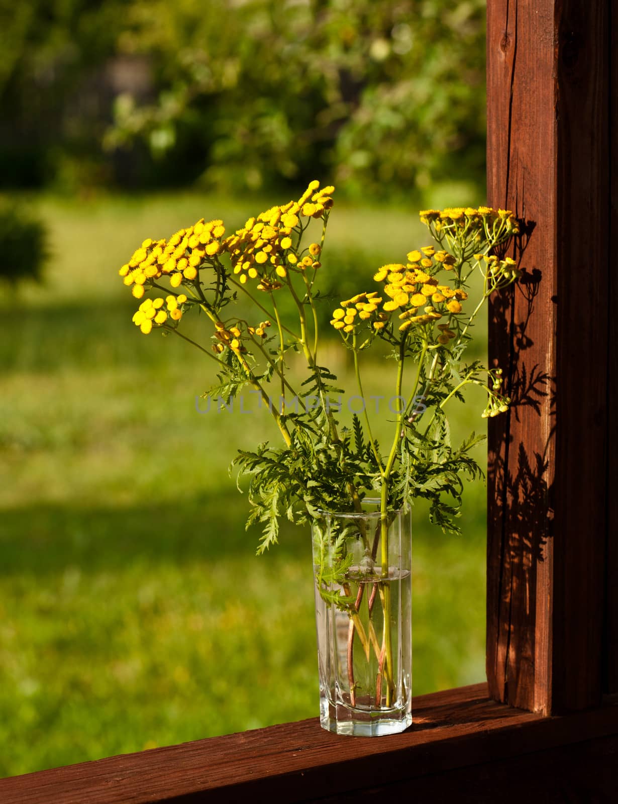 Summer yellow flowers