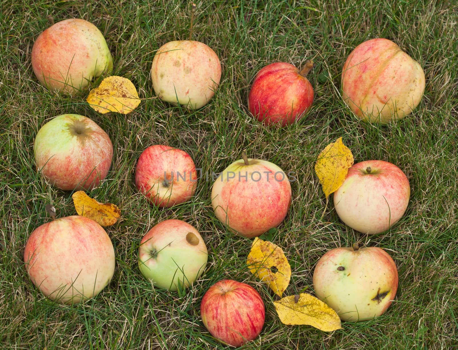 Red-ripe apples on the grass