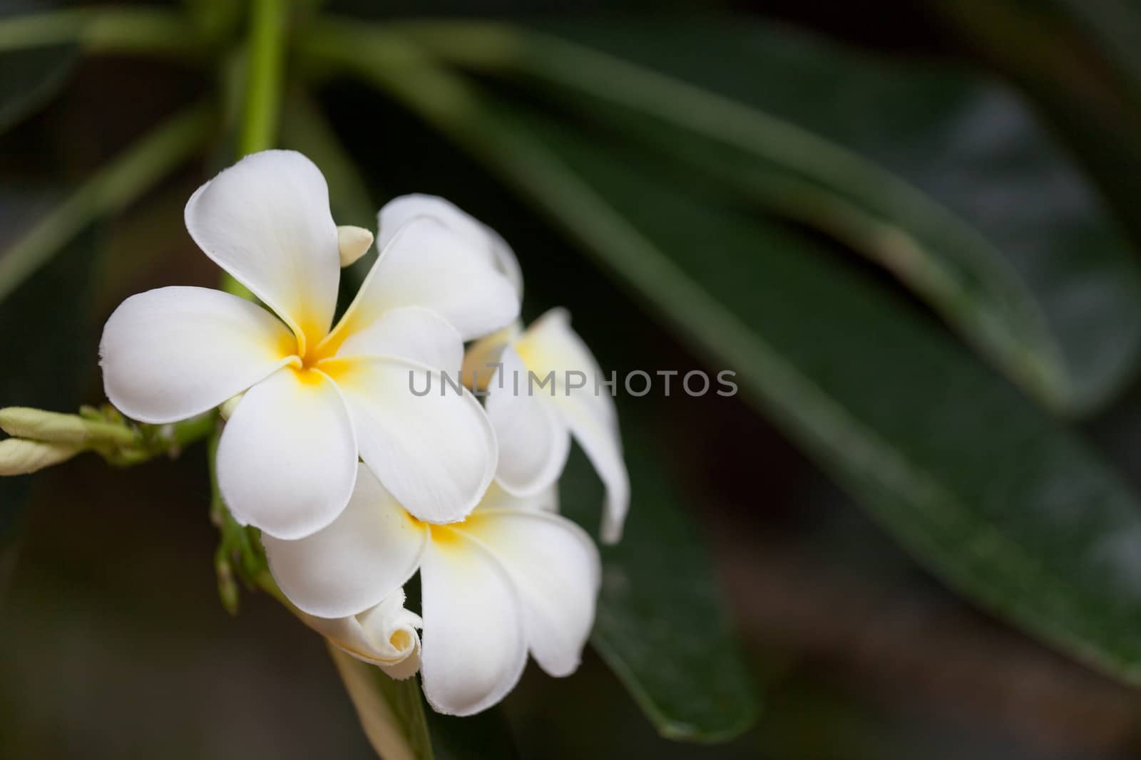 Tropical plant of plumeria with beautiful white flowers by elena_shchipkova