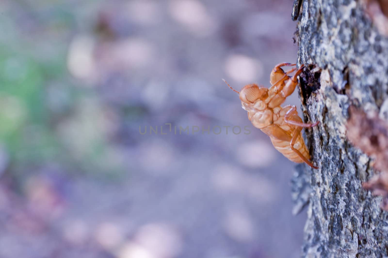 Cicada molt