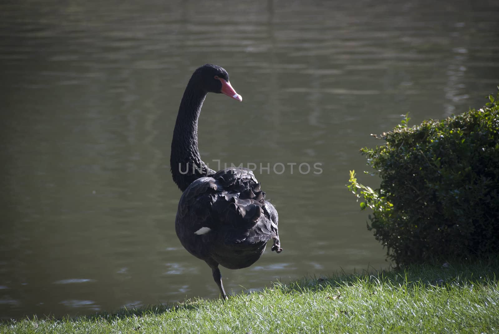 Black Swan by smartin69