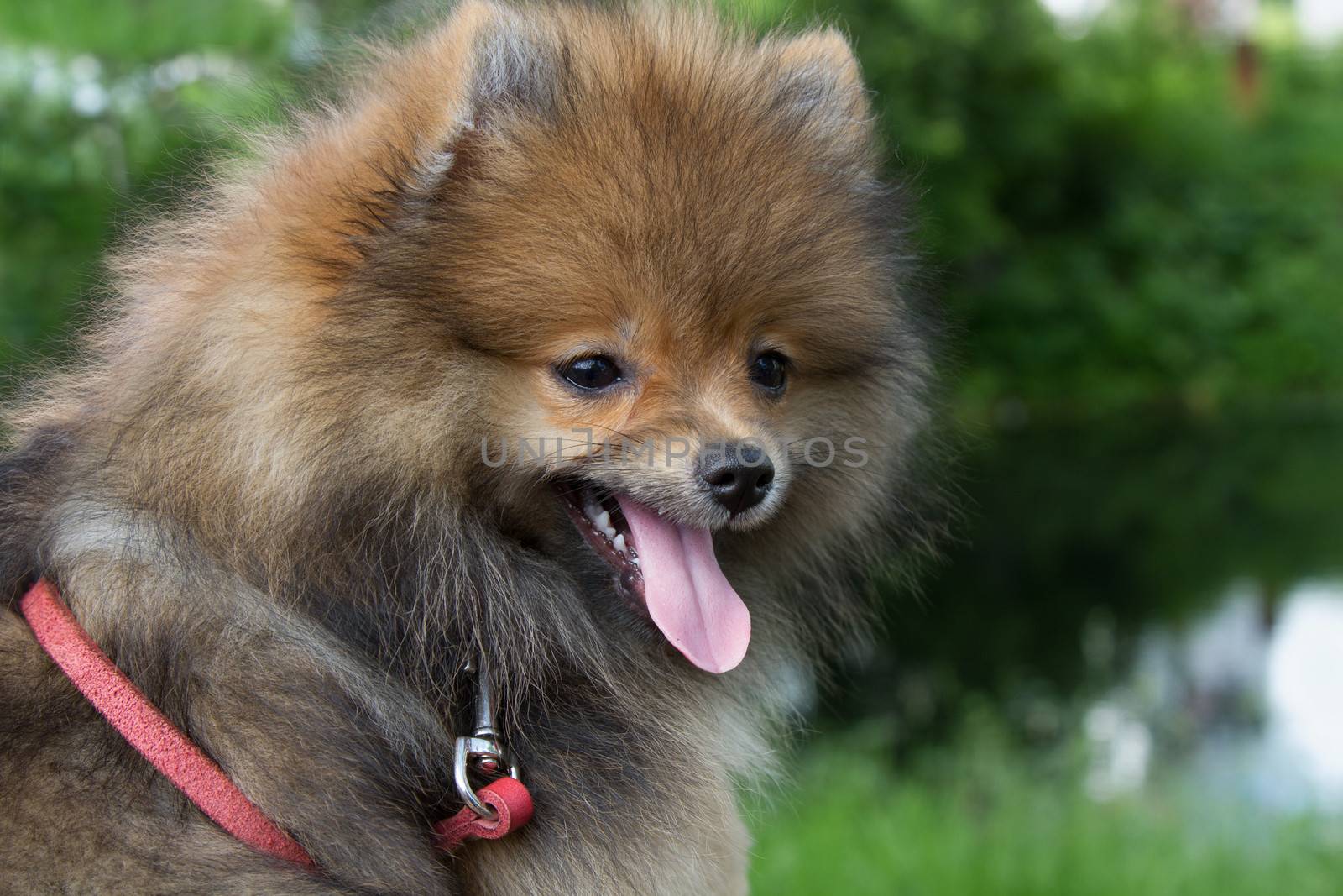 German spitz portrait on nature background close-up