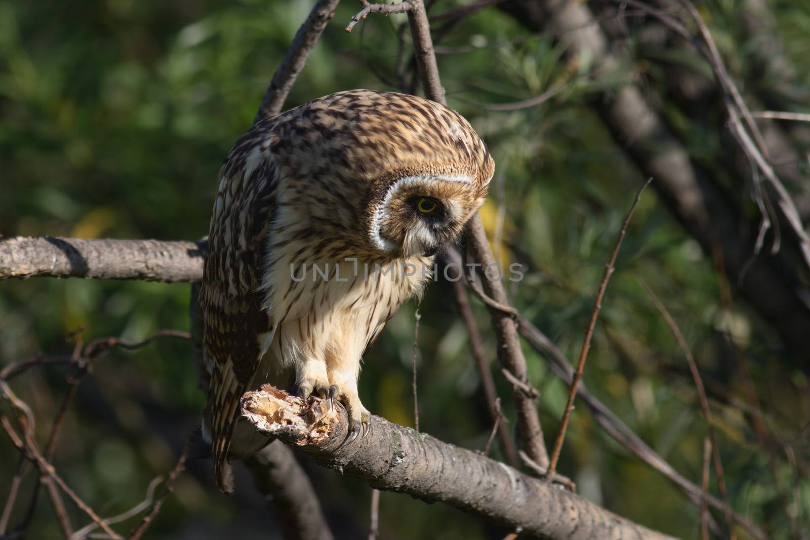 Short-eared Owl by Ohotnik