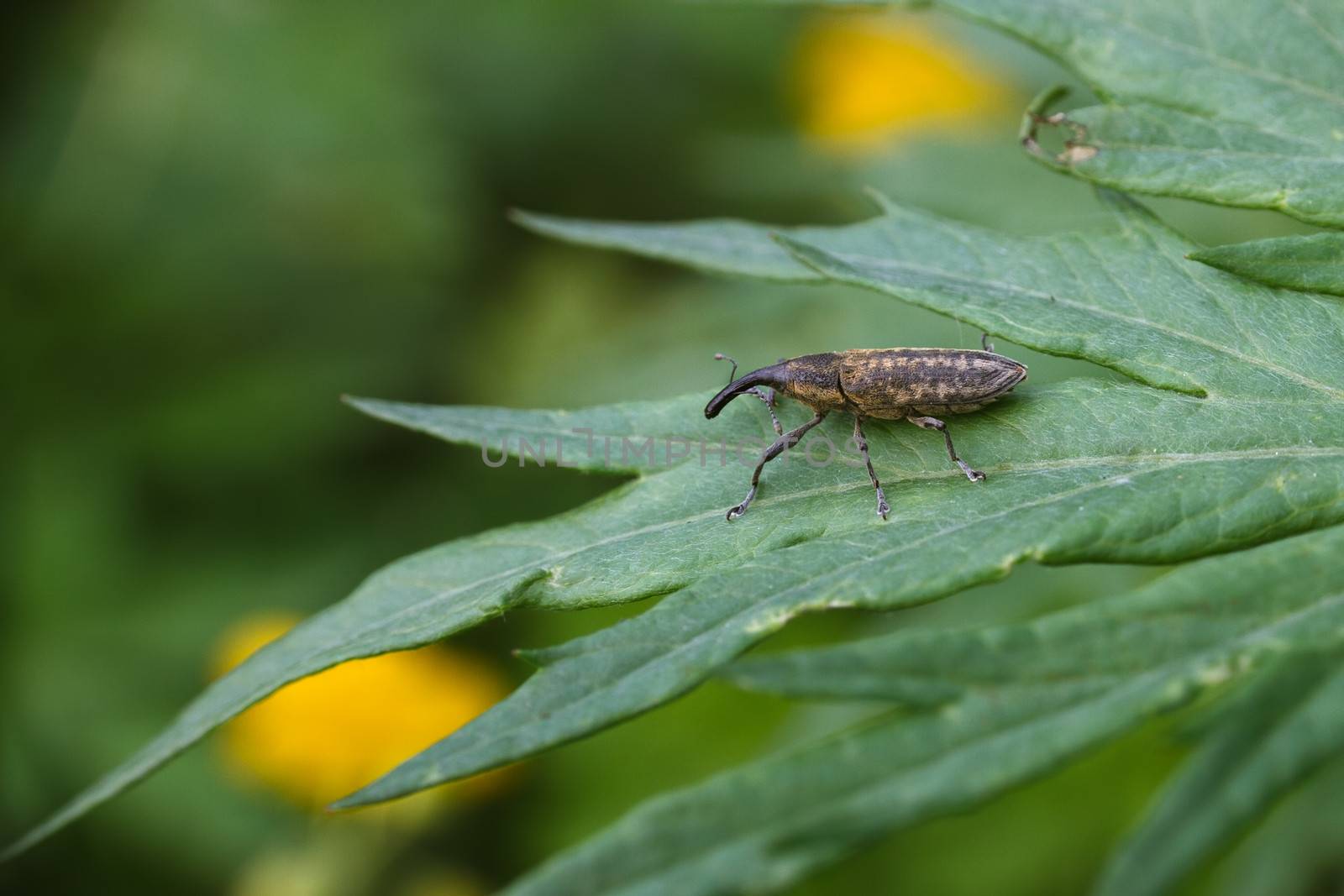 Weevil beetle on a green leaf
