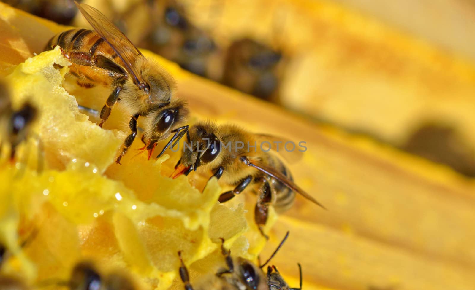 more bees on a honey cells, macro