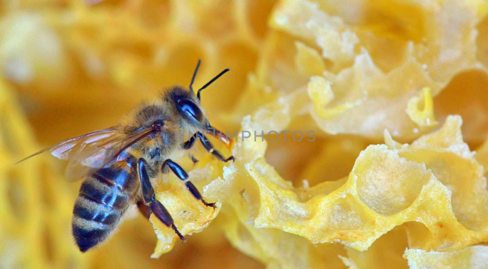 a bee on a honeycomb, macro