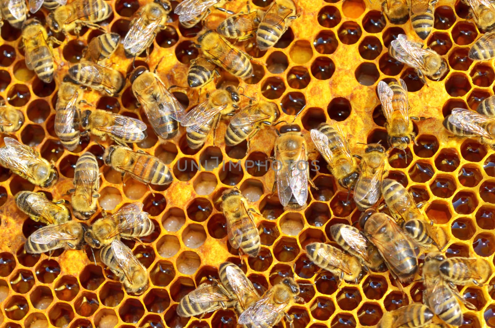 macro shot of bees swarming on a honeycomb