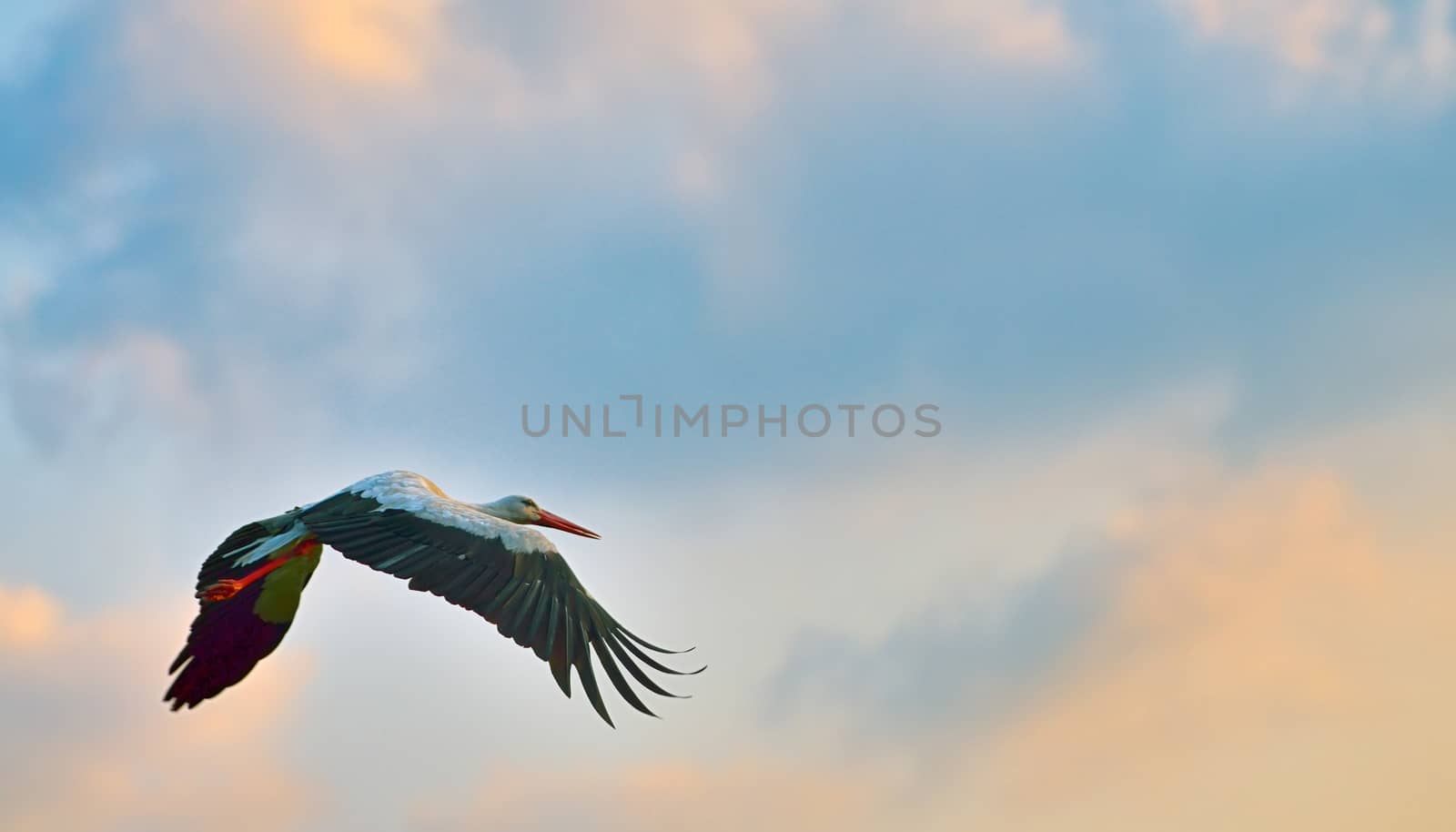 white stork flying on blue sky