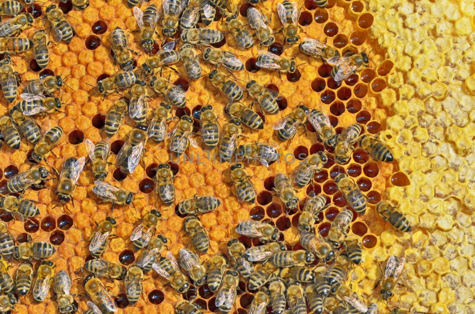 macro shot of bees swarming on a honeycomb