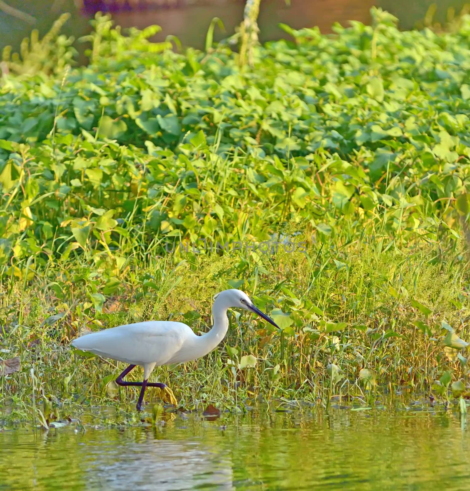 little egret (Egretta garzetta) by mady70