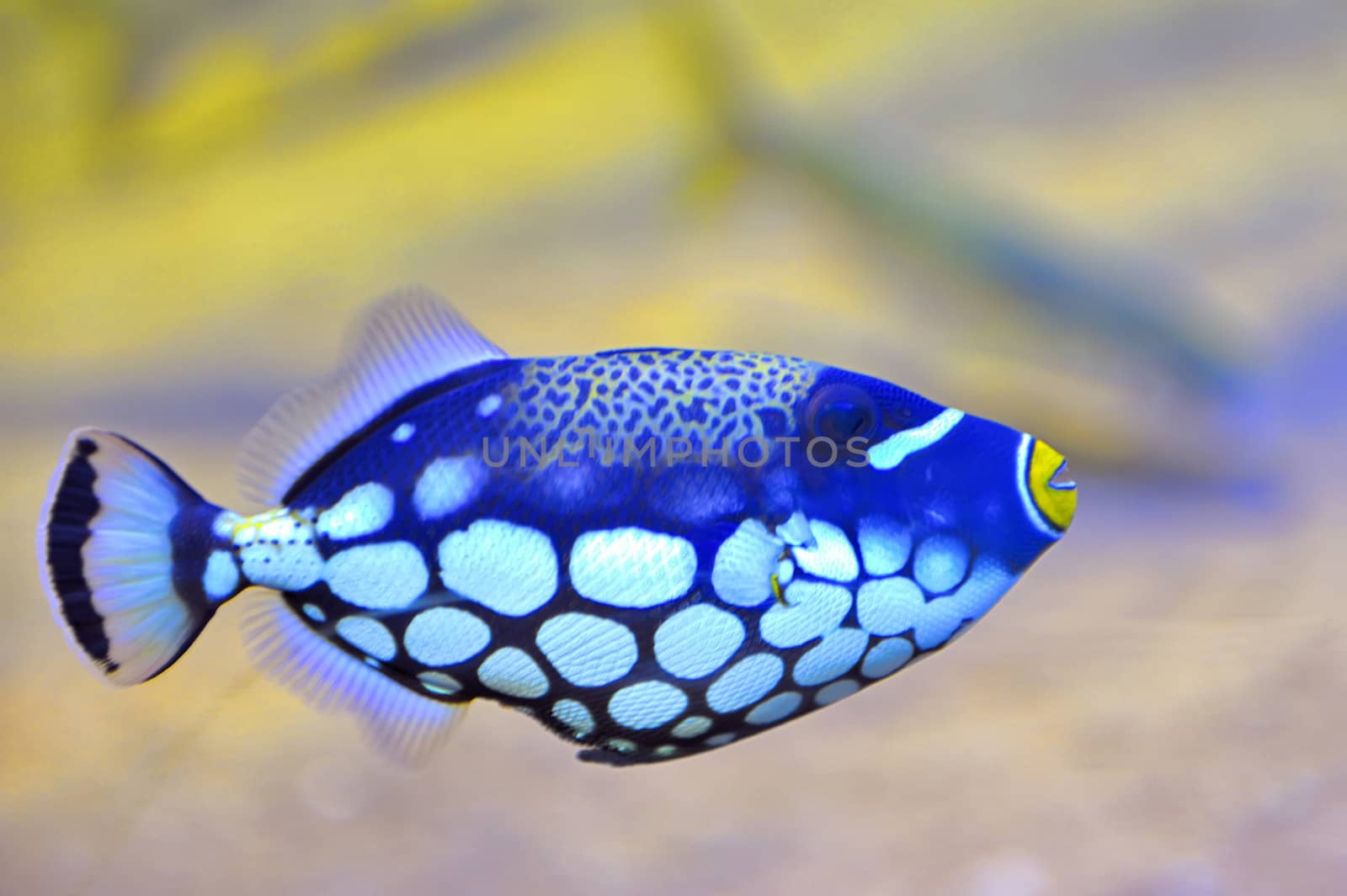 colorful butterfly-fish in an aquarium