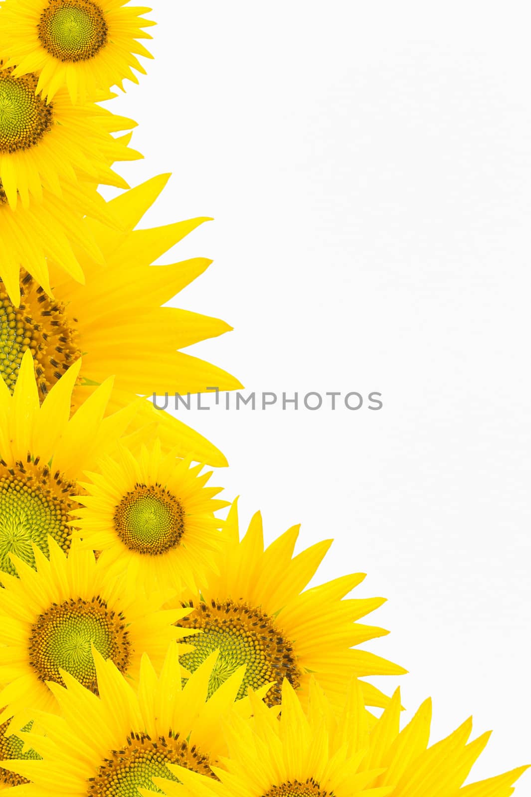 background with sunflowers by mady70