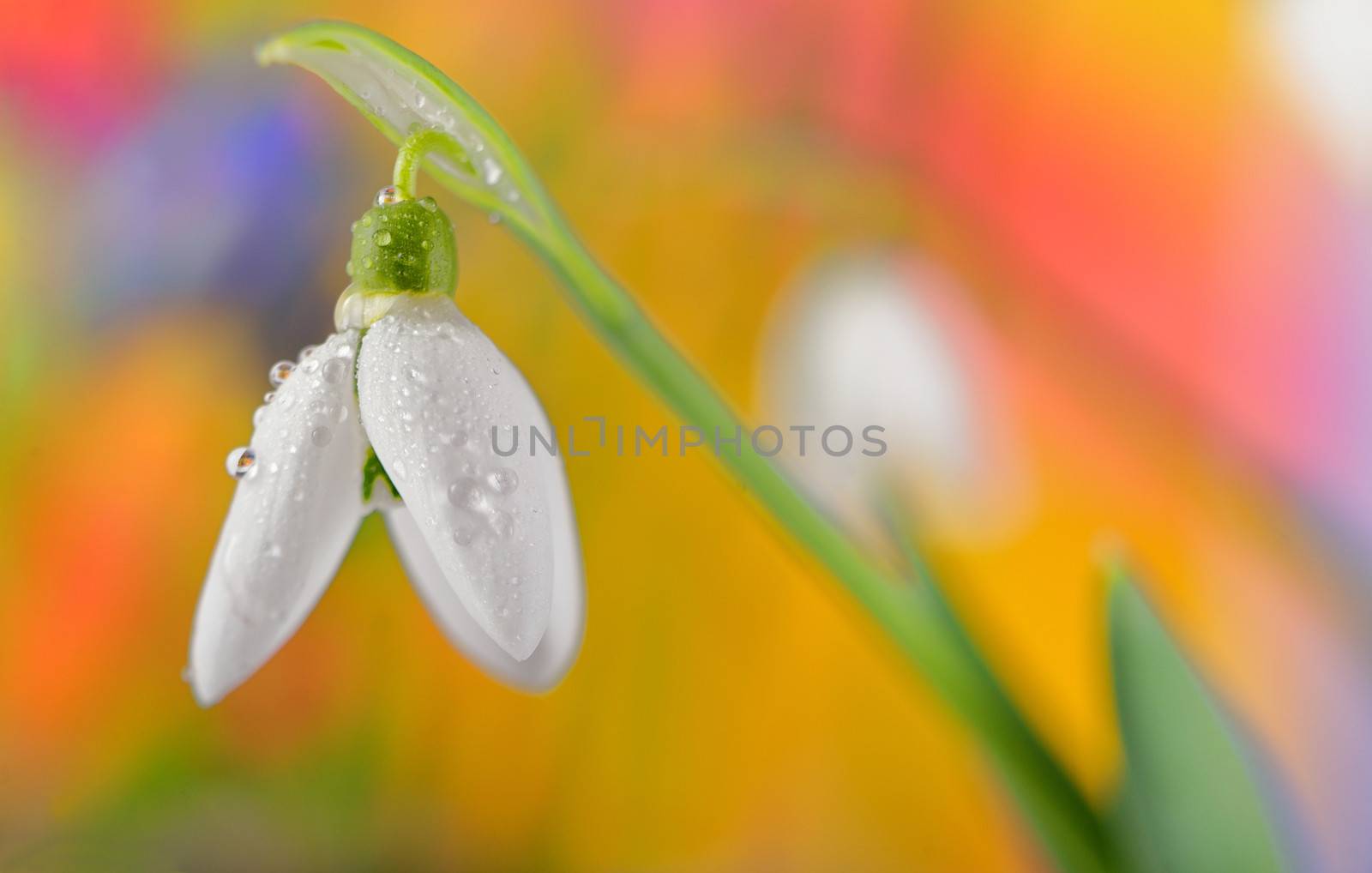 Fresh snowdrop