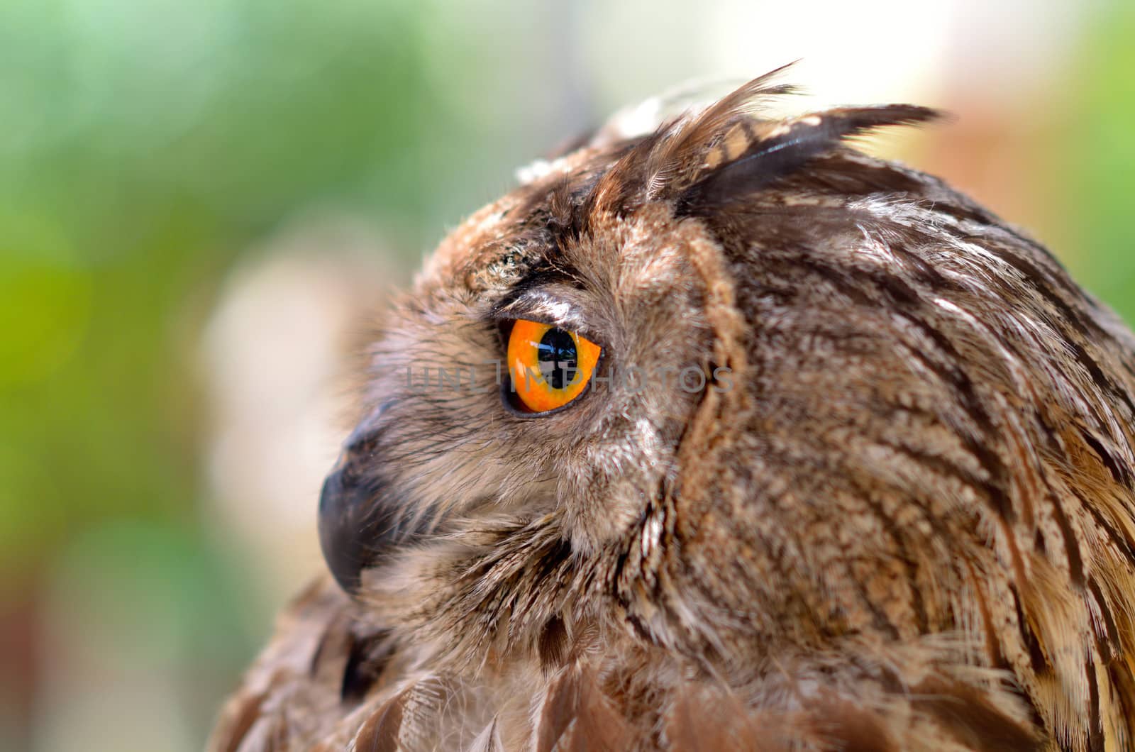 eye eagle owl by mady70