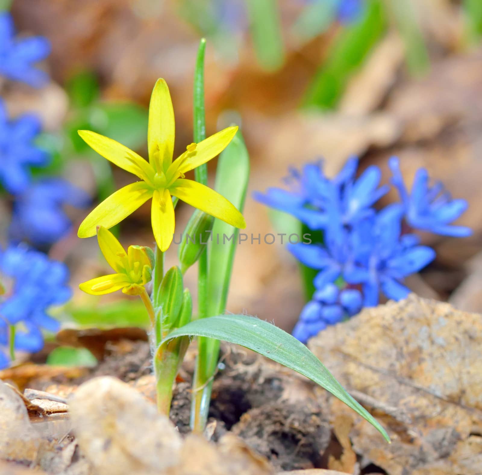 Spring yellow flower on natural background