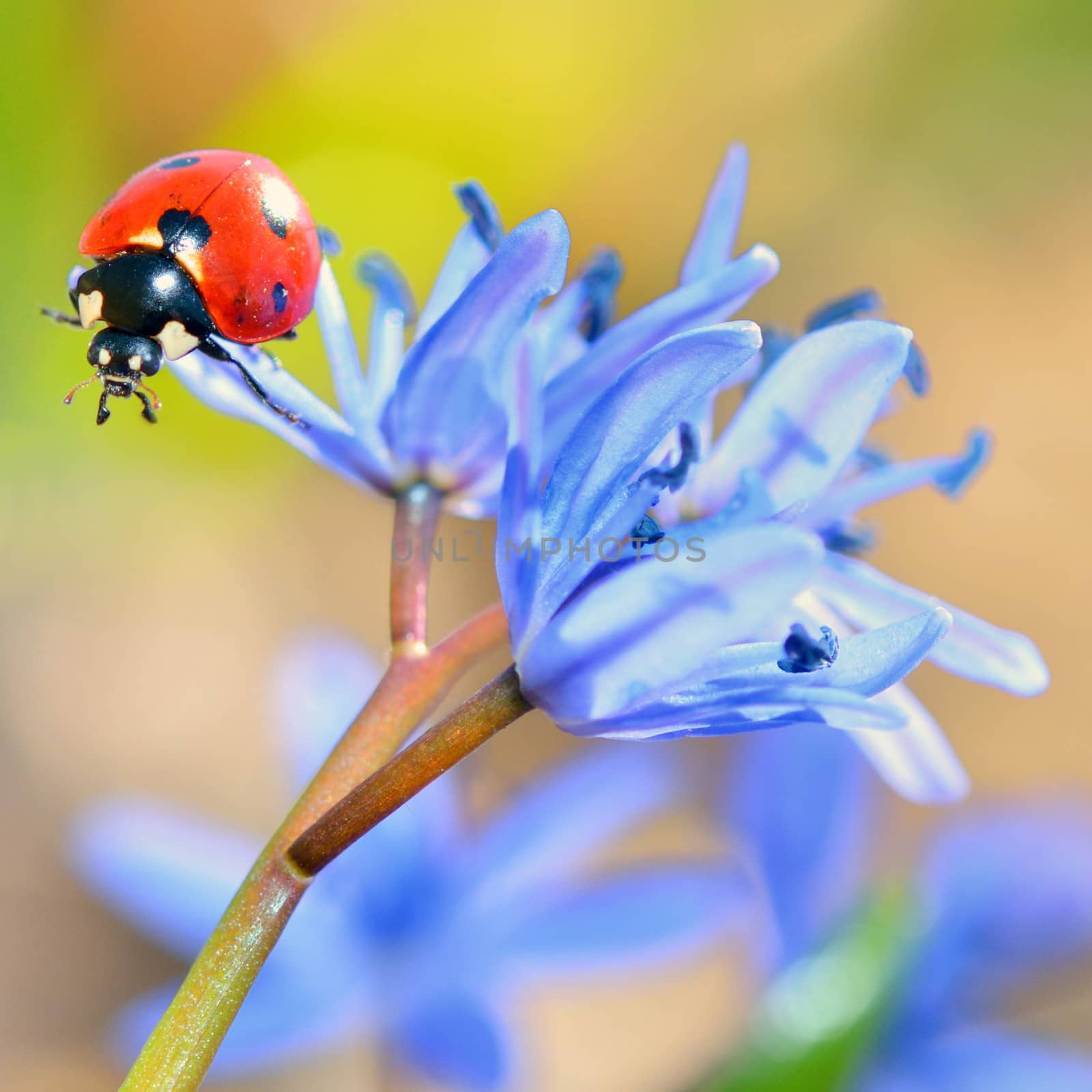 ladybug on blue flower by mady70