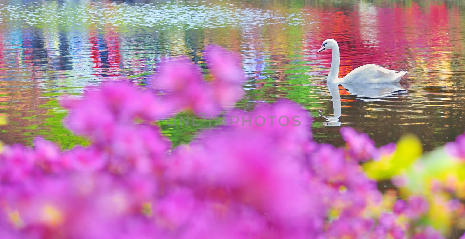 swan on water in mirror 