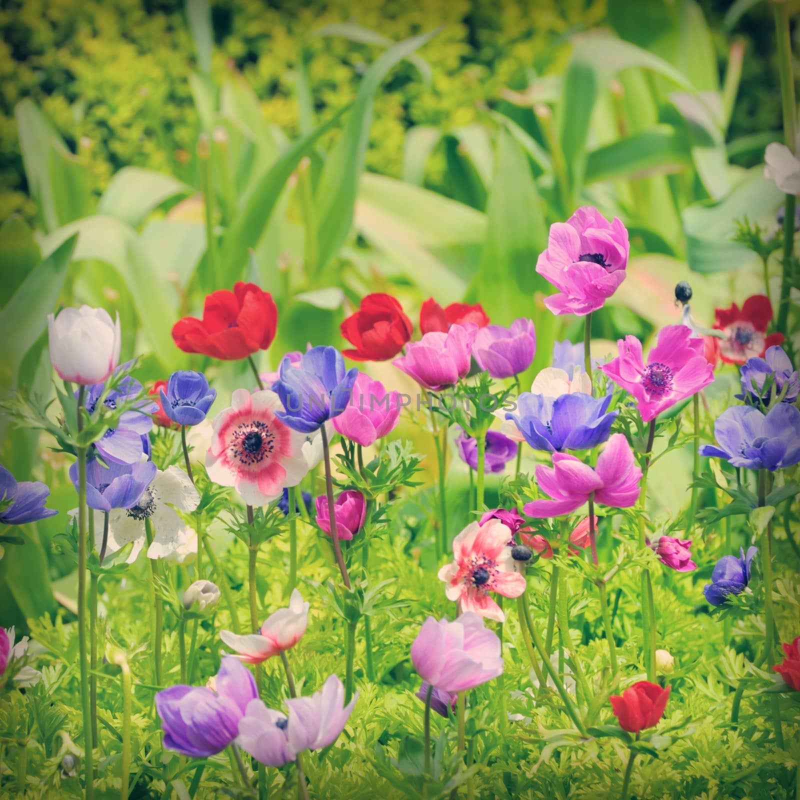 flowers of Anemone on field by mady70
