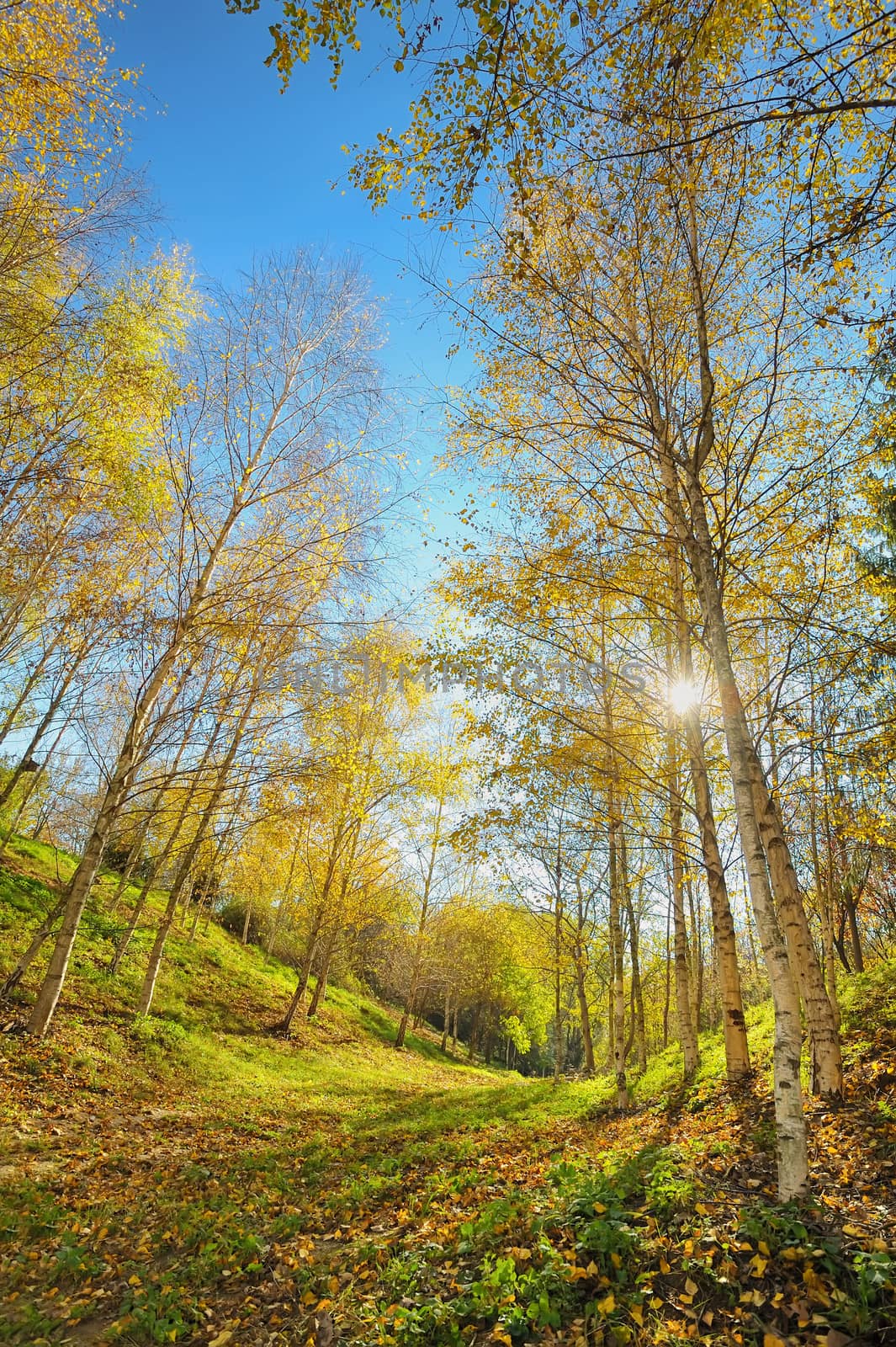 autumn landscape by mady70