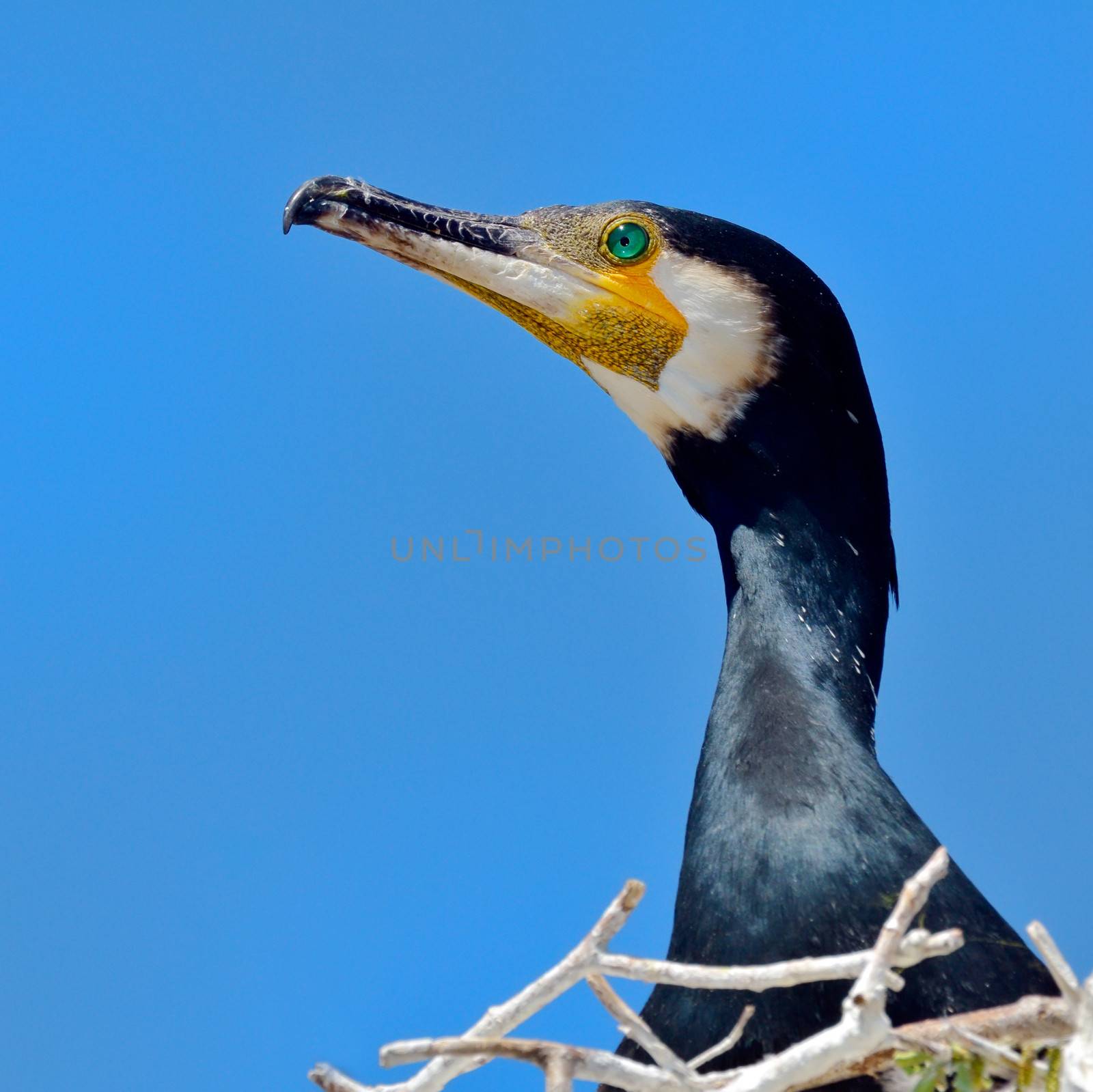 cormorant by mady70