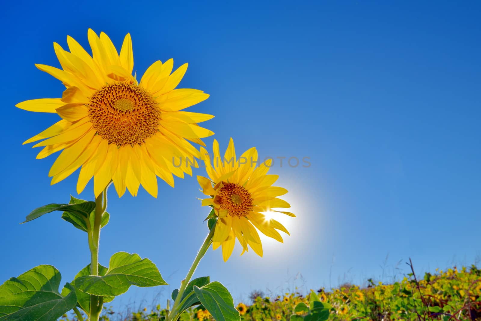 Sunflowers field by mady70