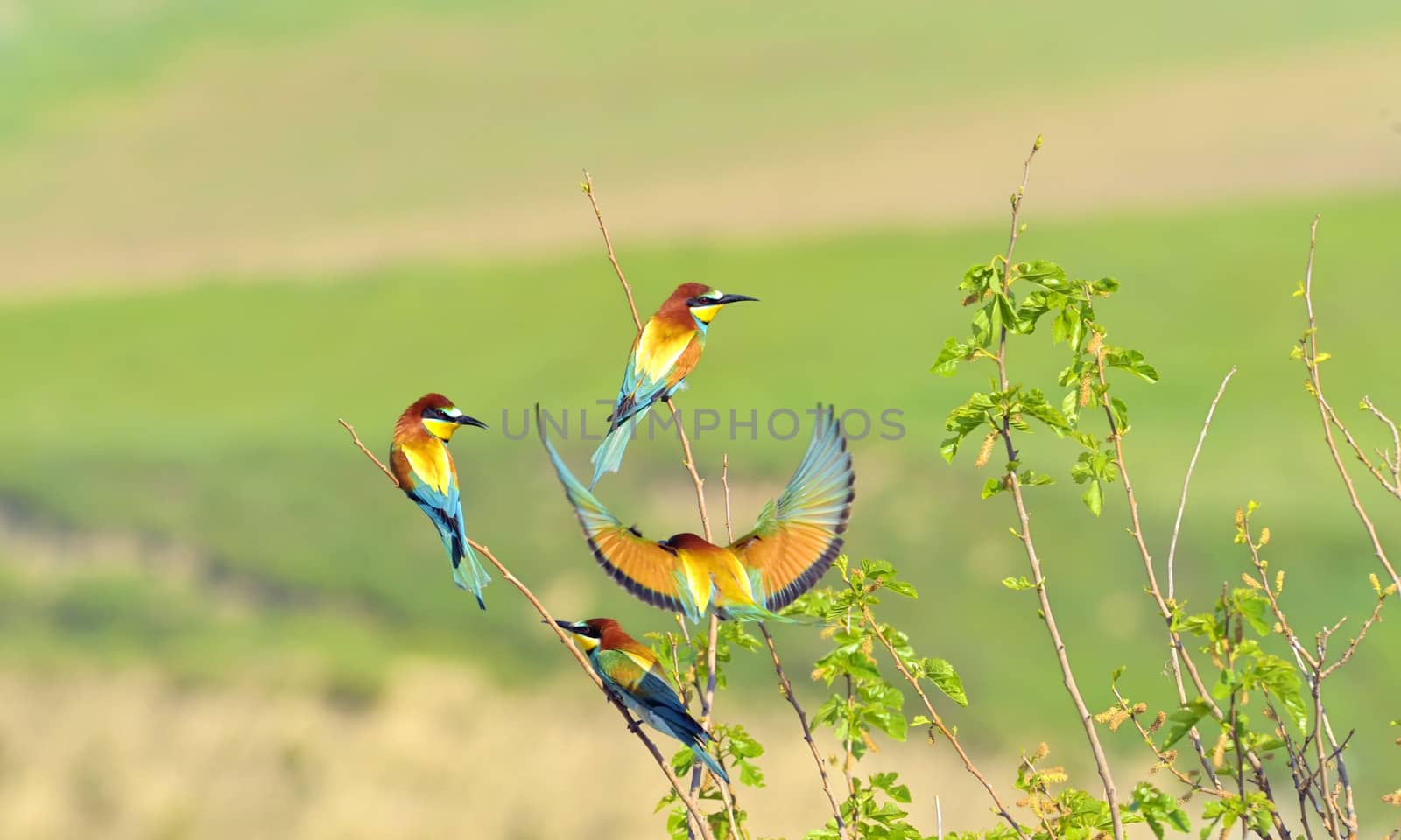 european bee-eater (Merops Apiaster) outdoor by mady70