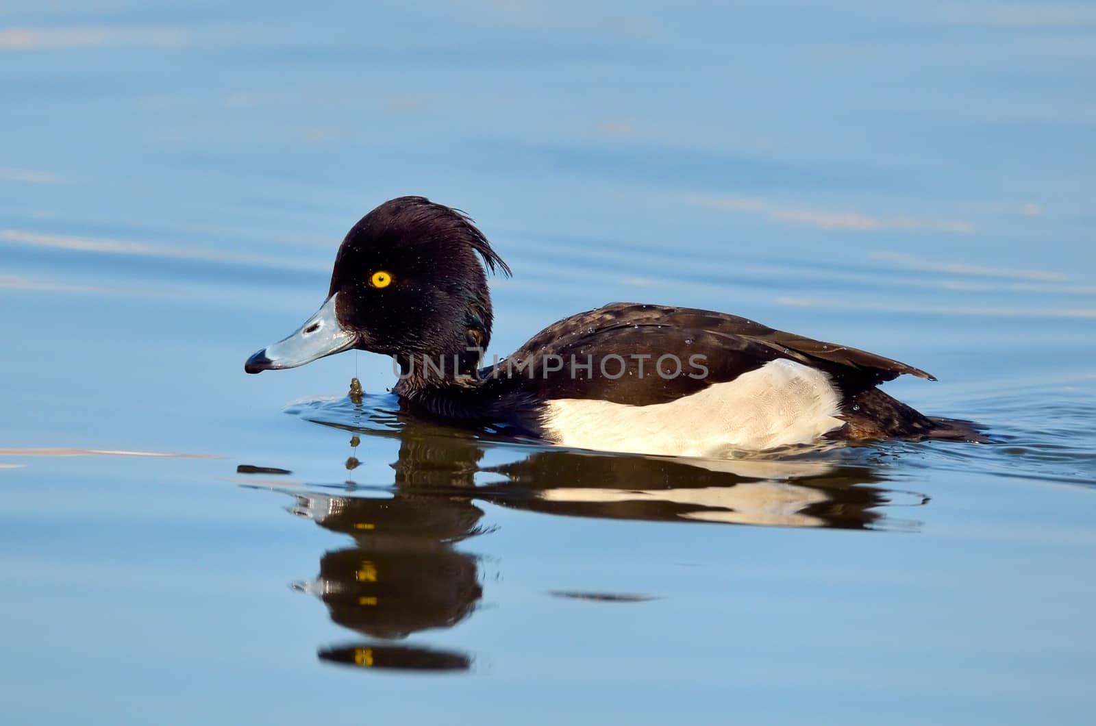 Tufted Duck by mady70