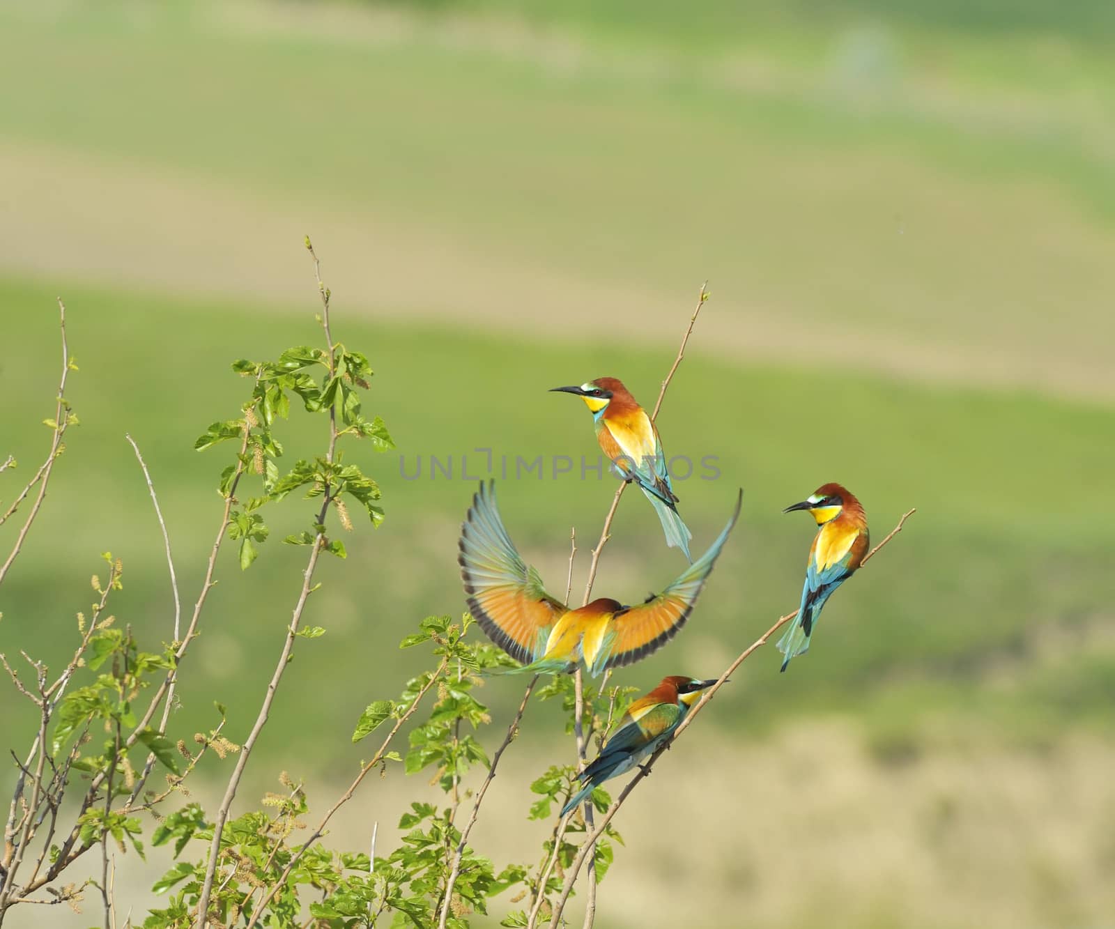 european bee-eaters by mady70