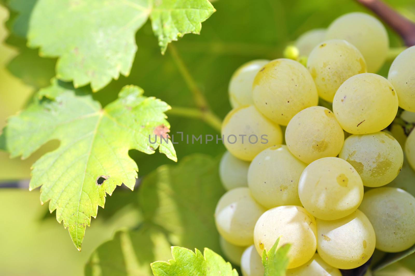 Bunch of grapes by mady70