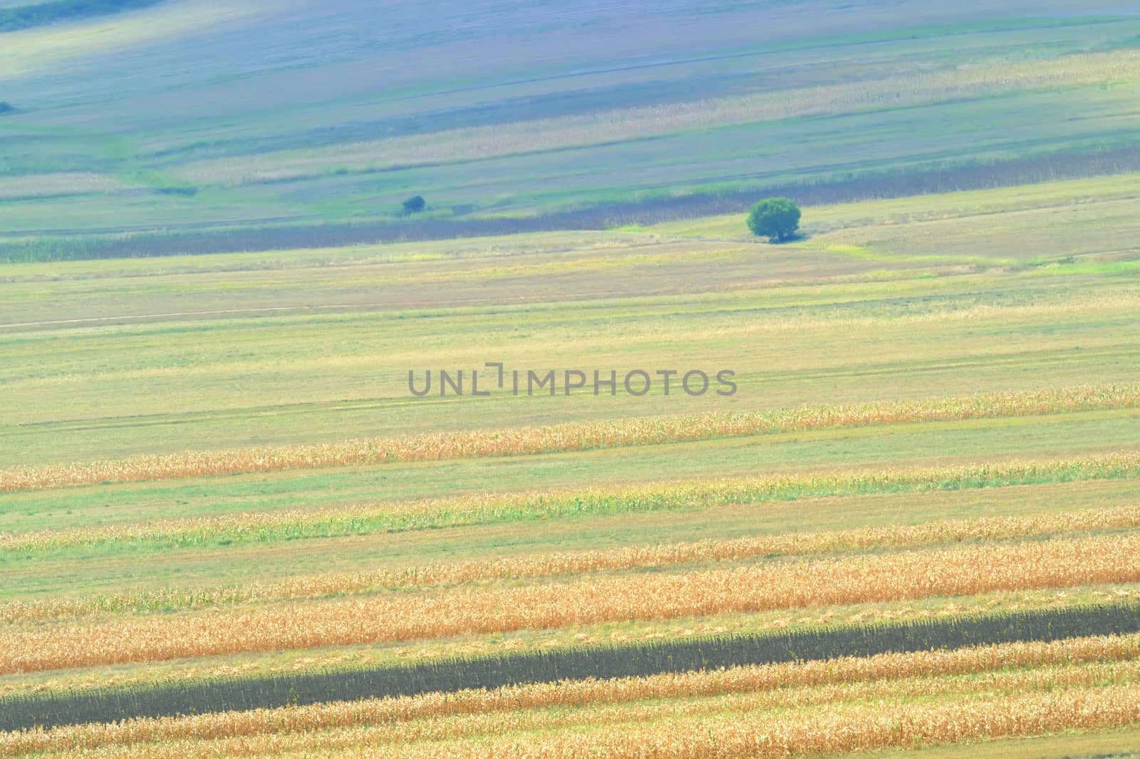 summer field stripes by mady70