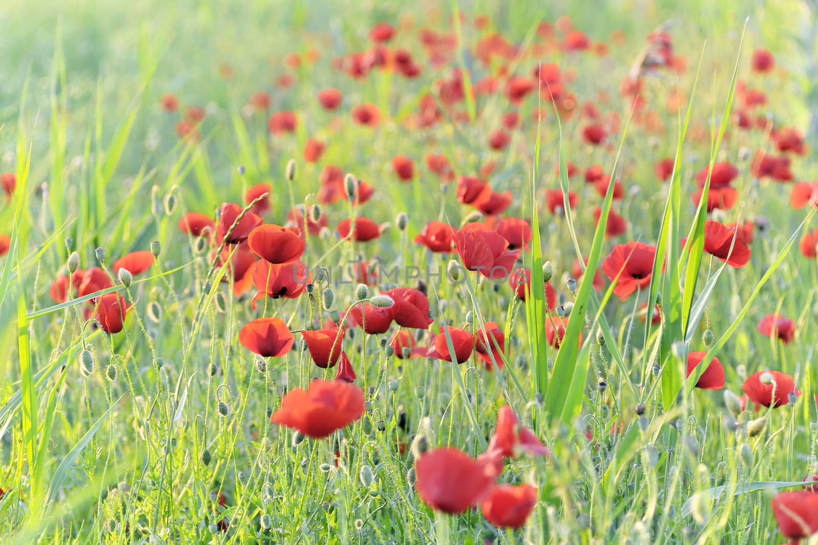 poppies field by mady70