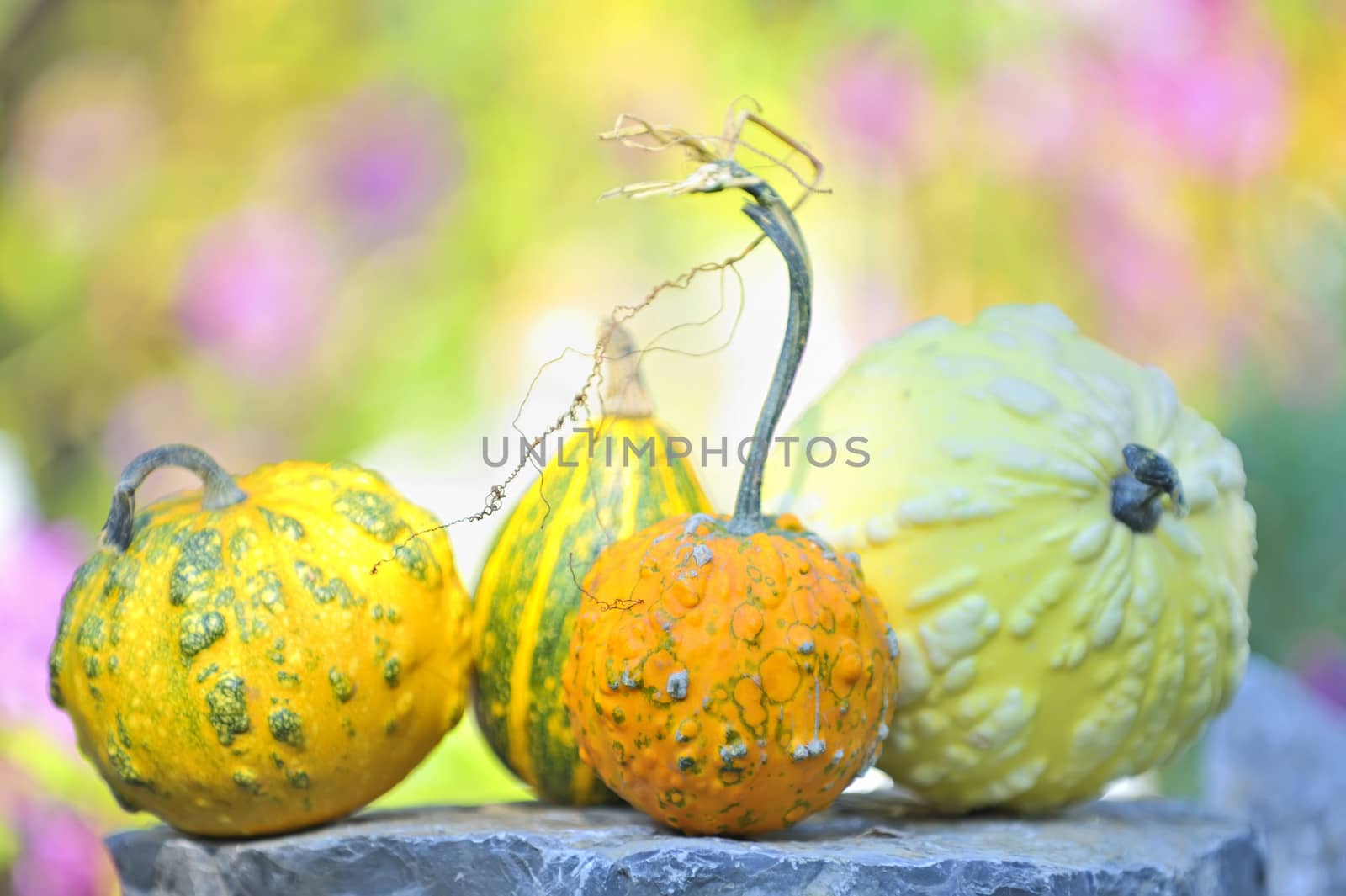 pumpkins by mady70