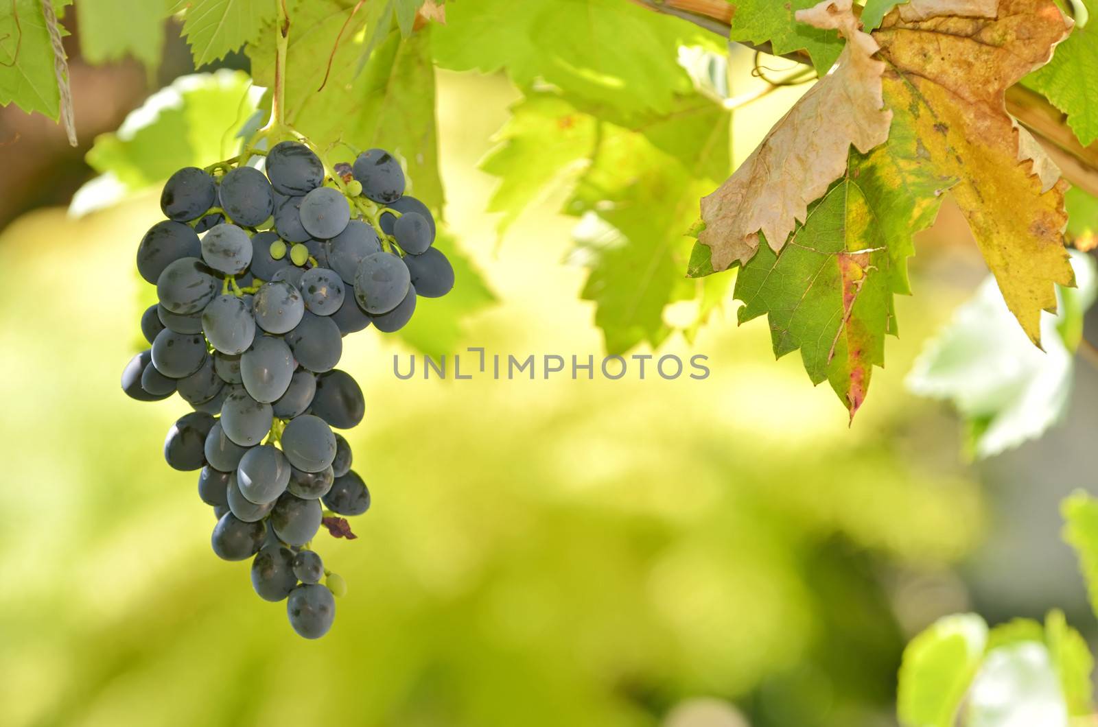 Red Wine Grapes by mady70