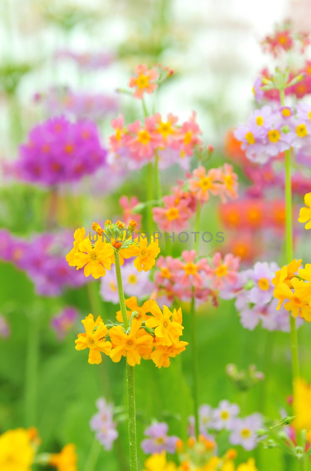 Phlox paniculata flowers