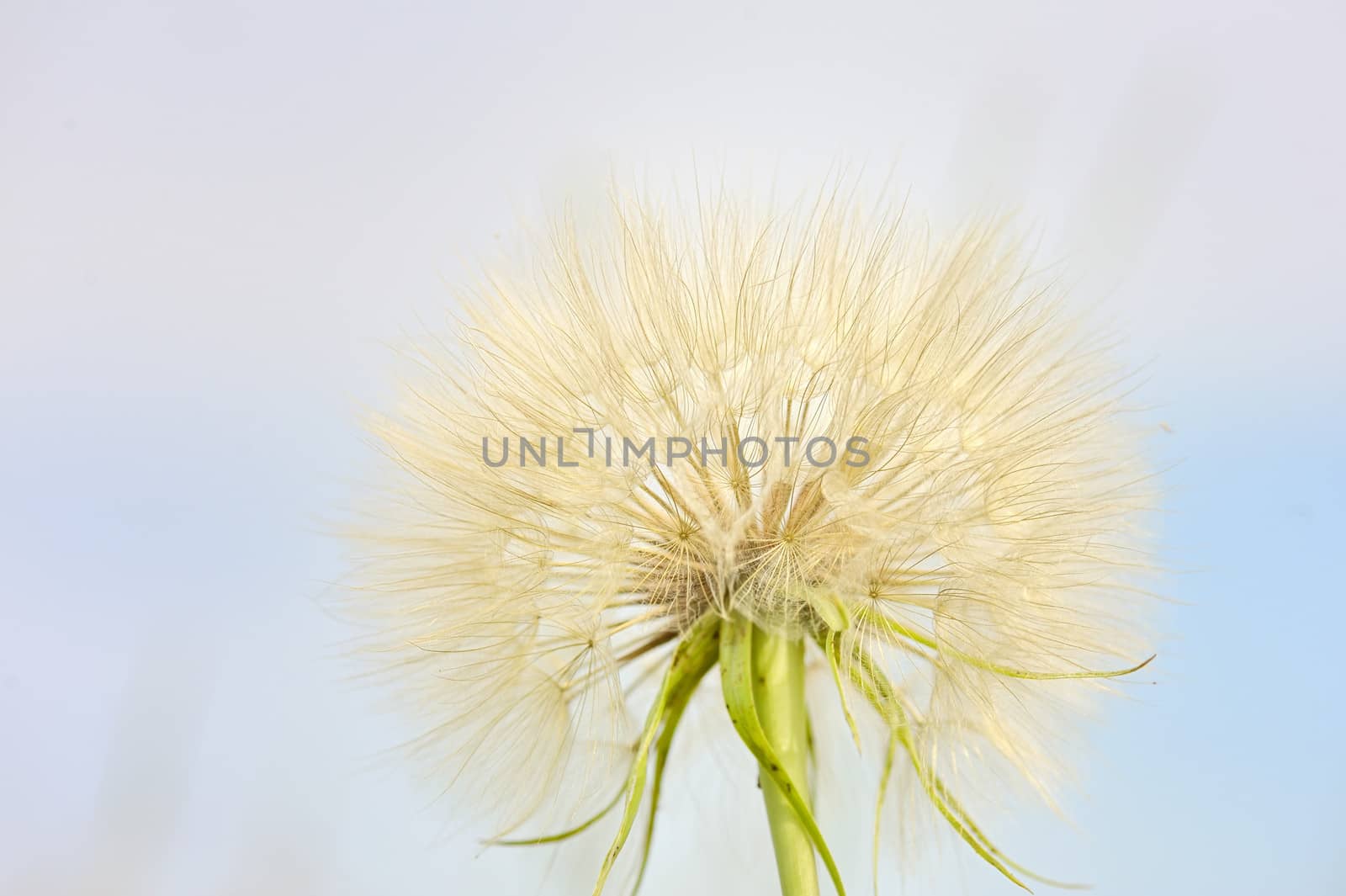 dandelion  by mady70