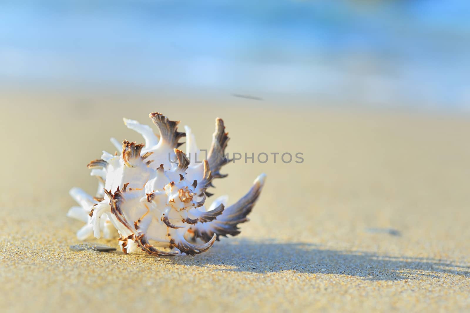 seashell on the beach by mady70