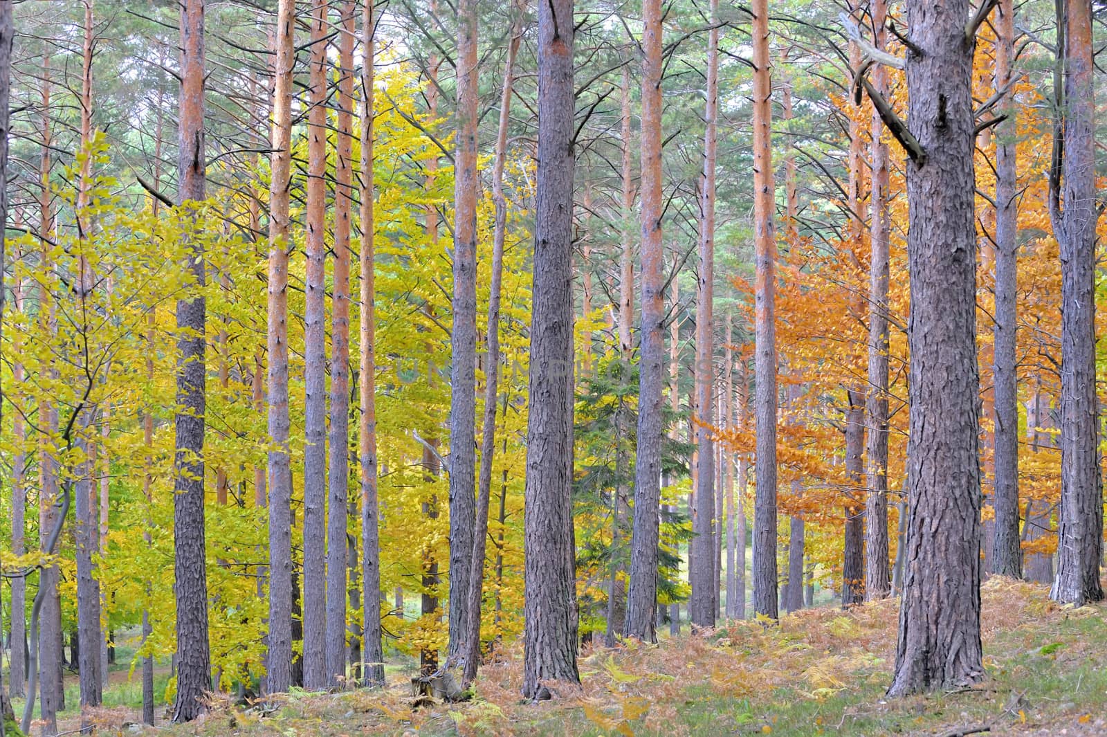 colors of autumn birch forest