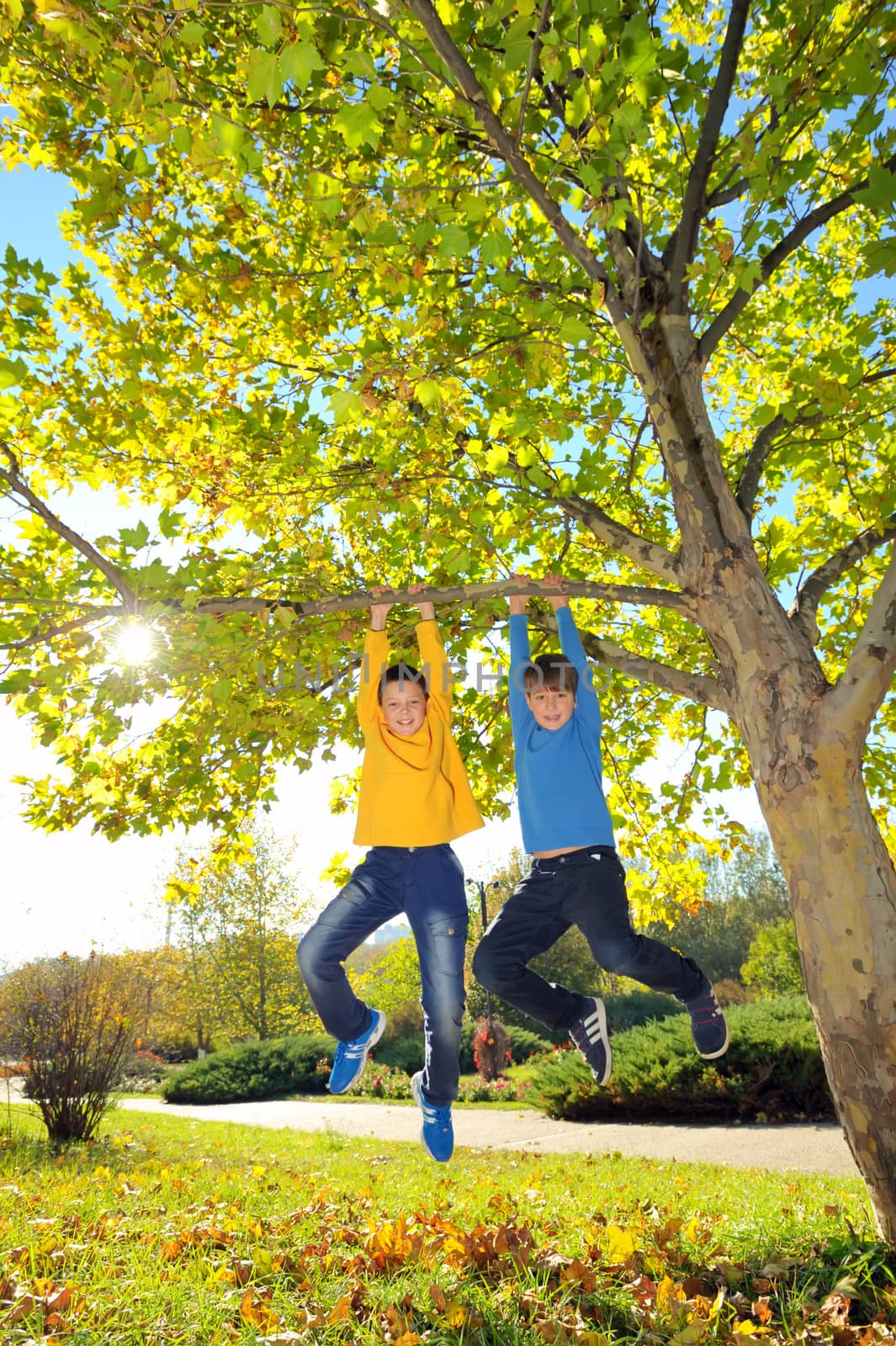 boys hanging from branch of tree