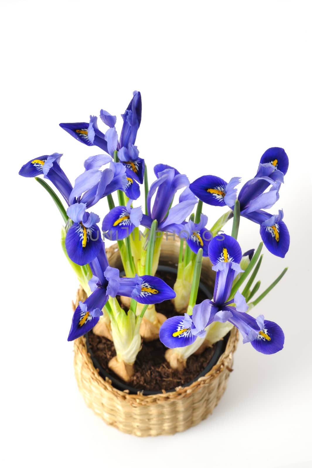 Mini-iris in a pot