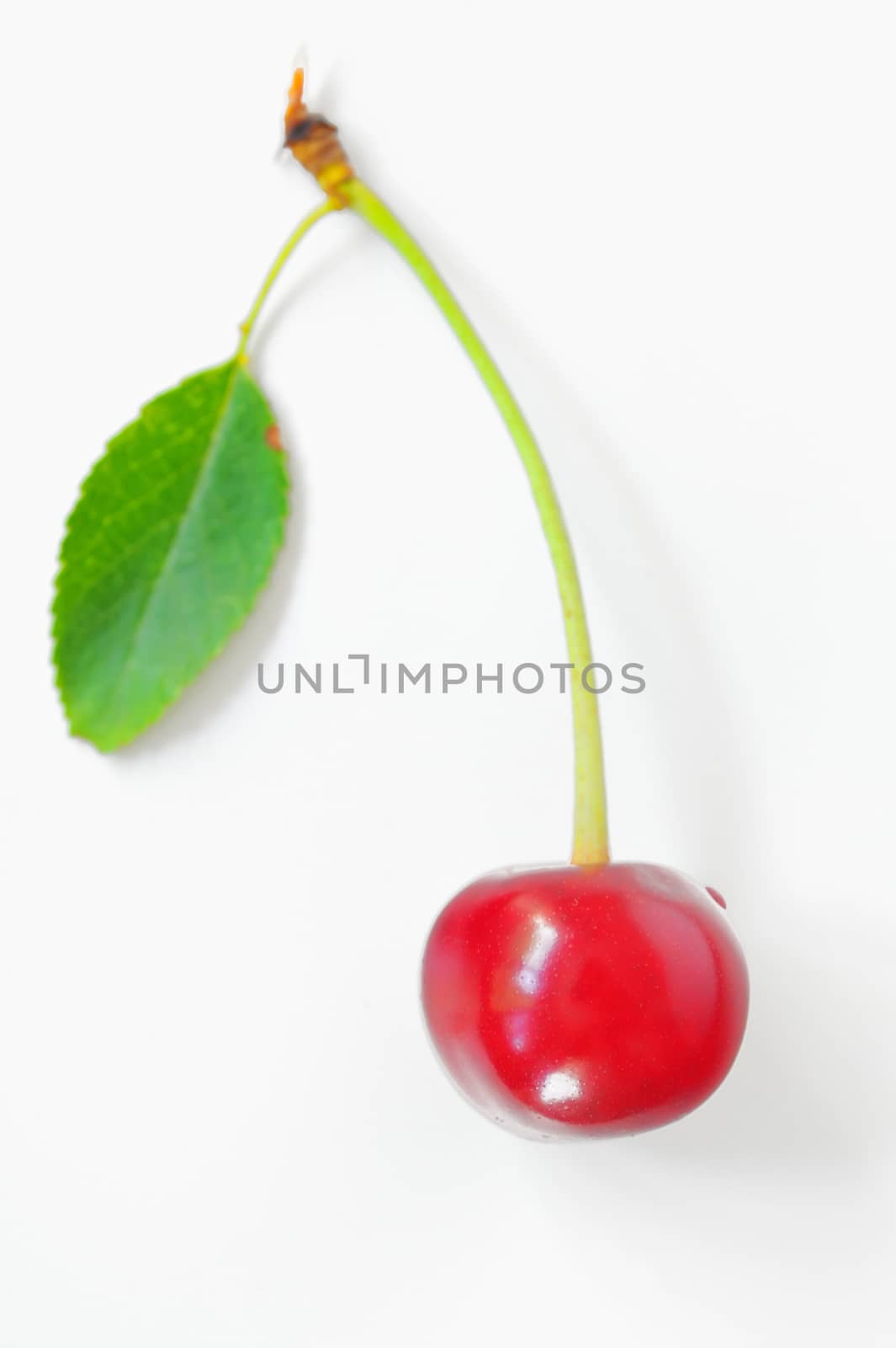 ripen cherries on a white background