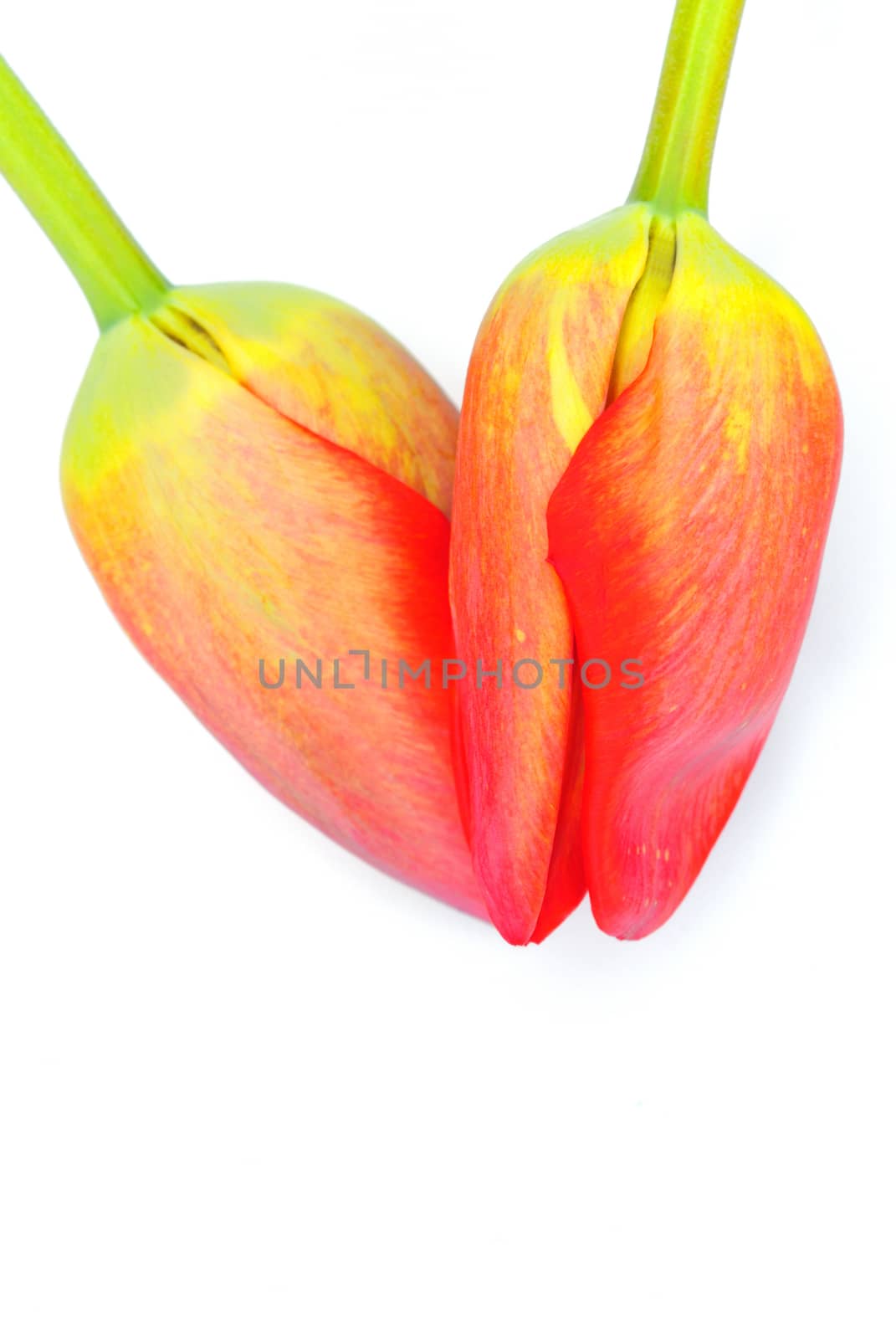 tulips heart