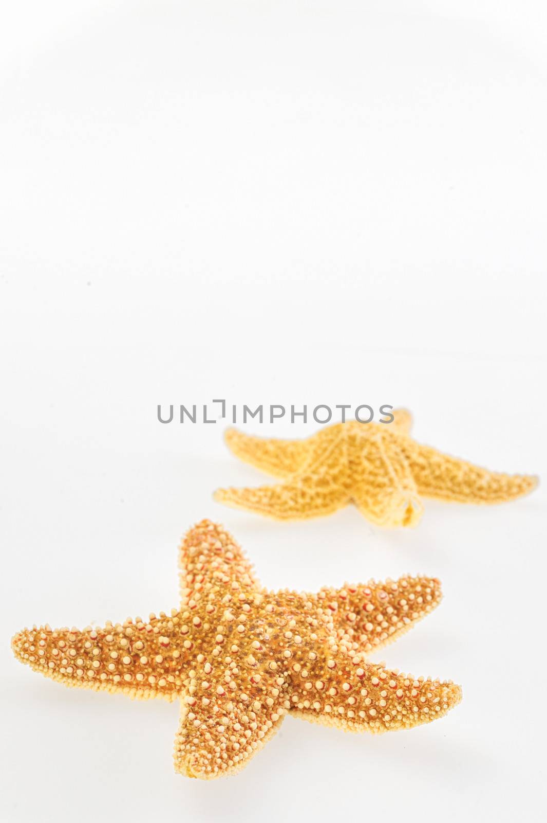 Dried yellow-orange starfish