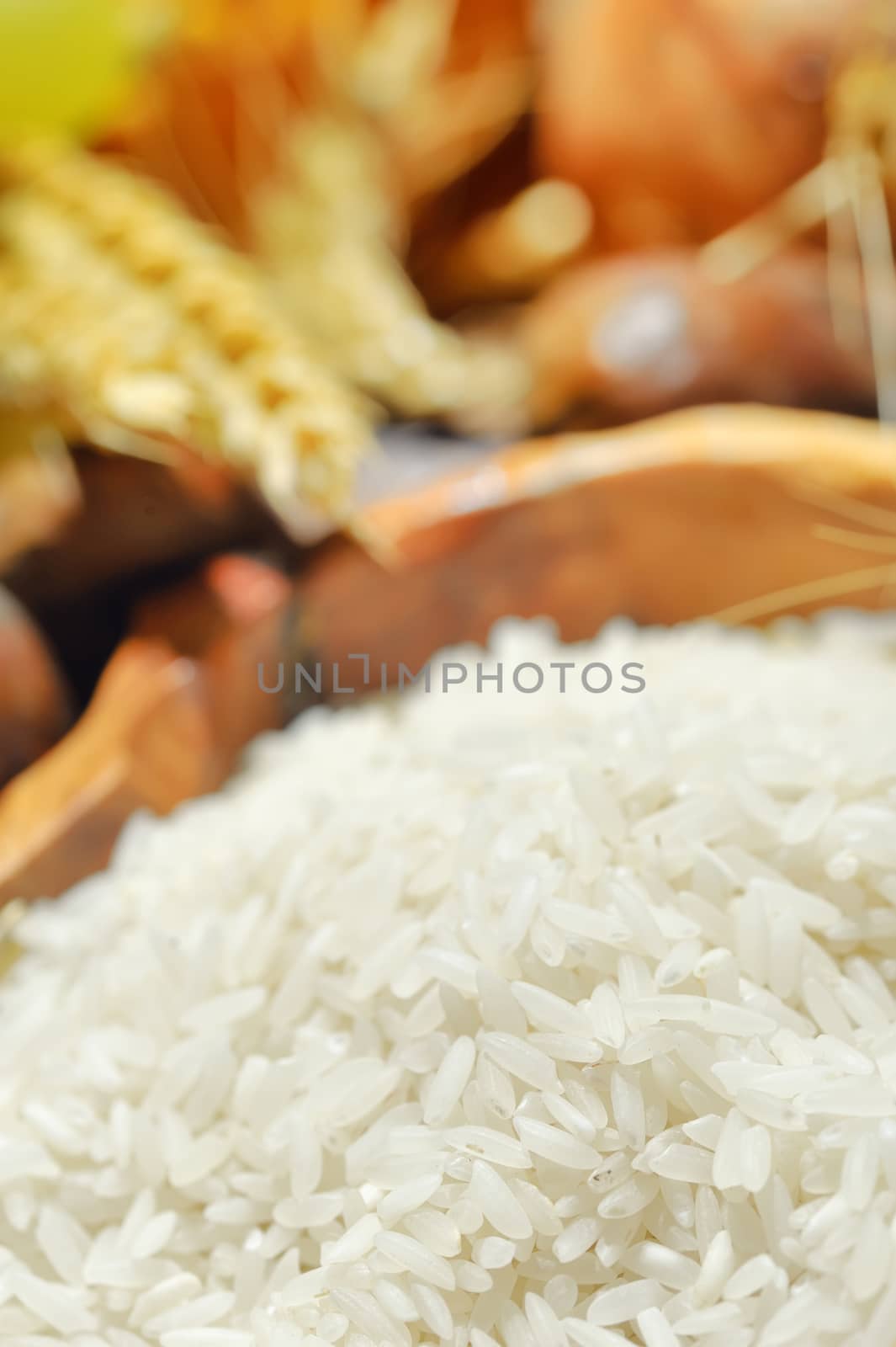 harvesting rice 