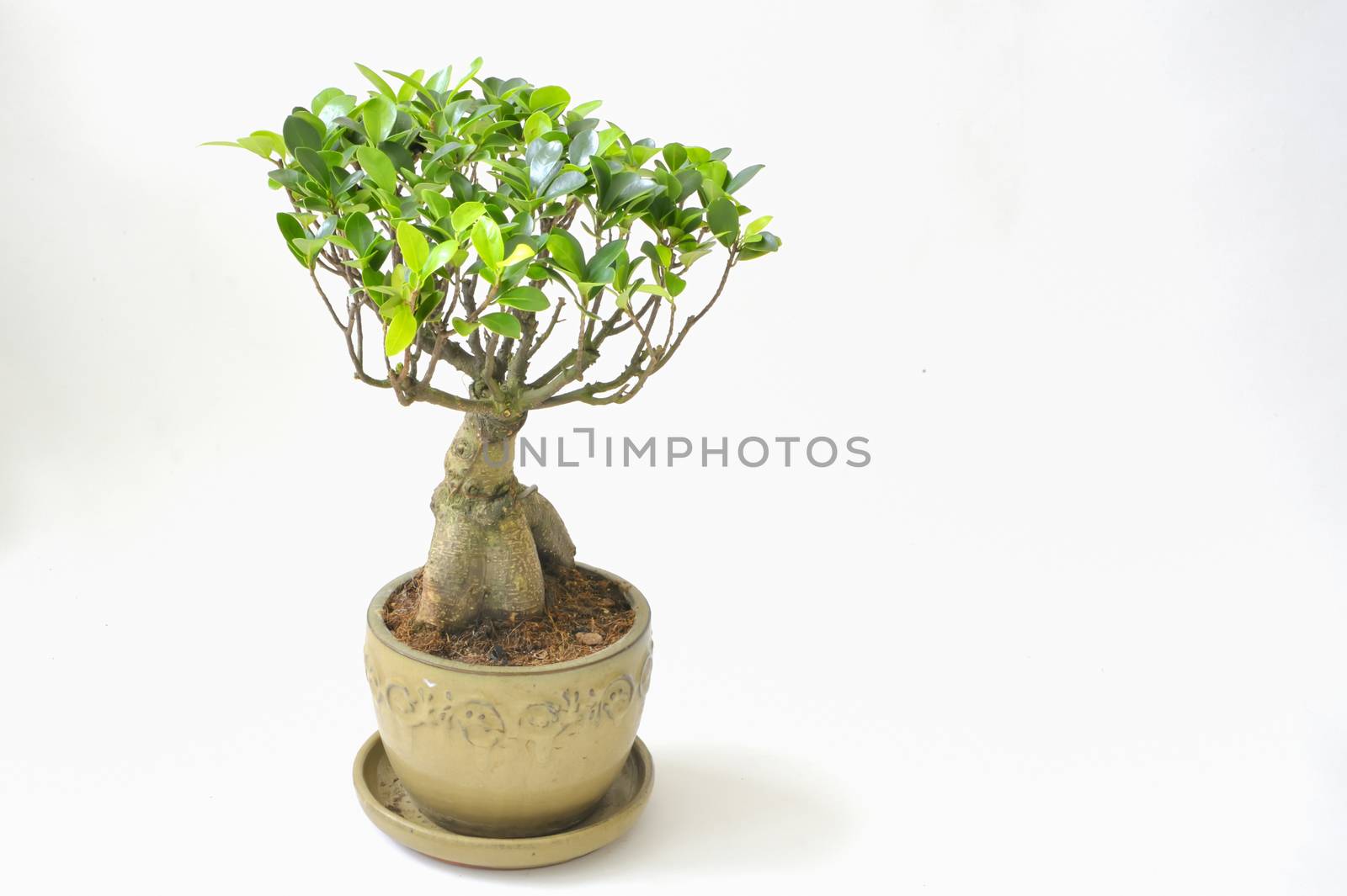 bonsai tree lsolated