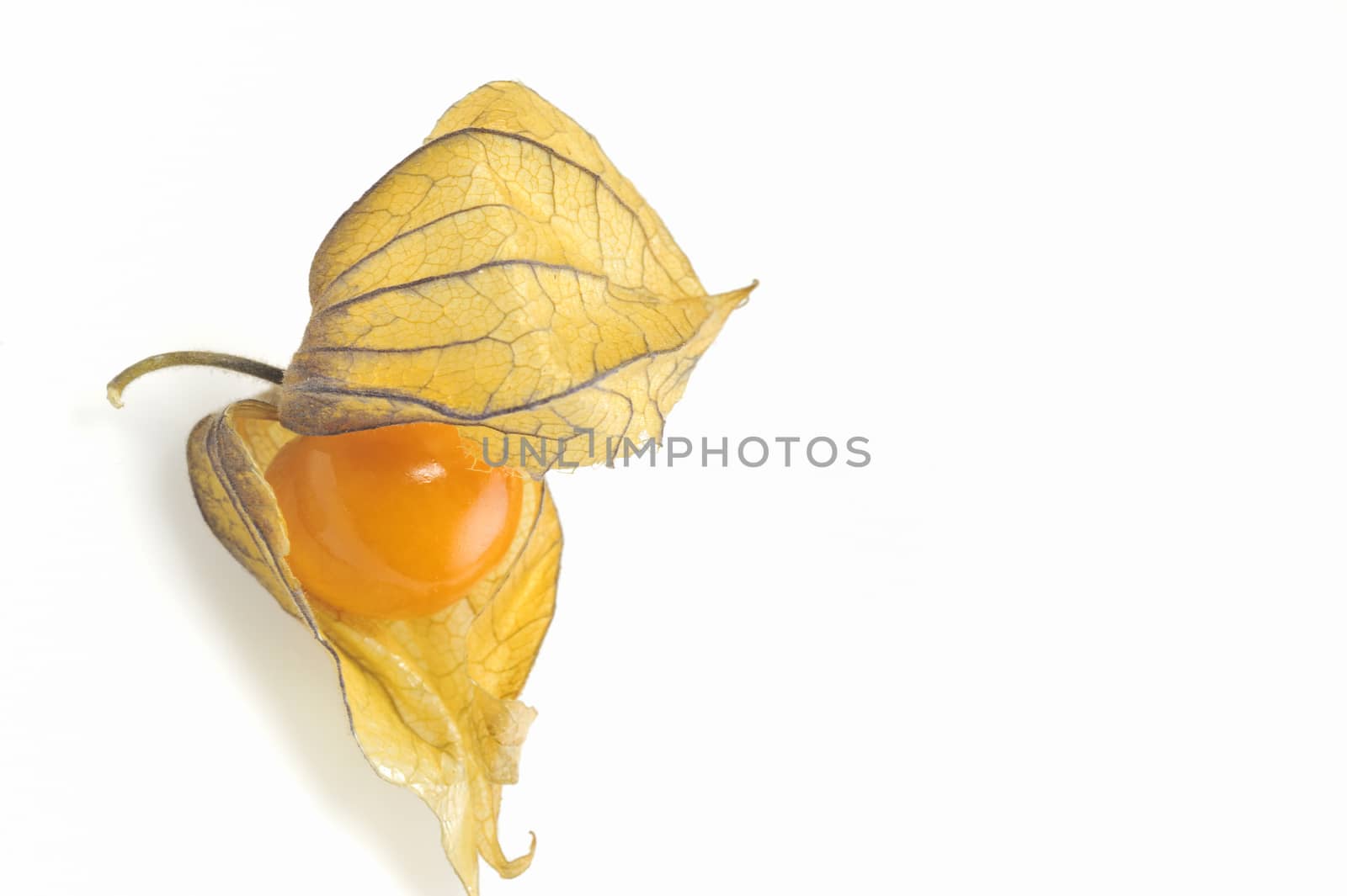 phisalis small yellow fruit